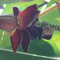 Musa balbisiana Colla